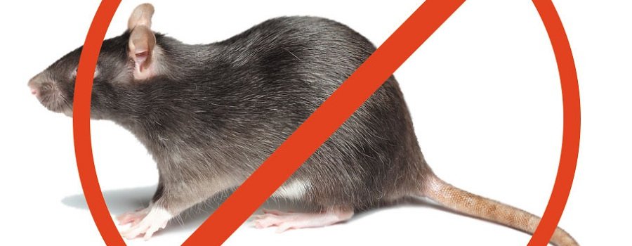 СОВЕТЫ: 10 советов, как избавиться от тараканов и крыс